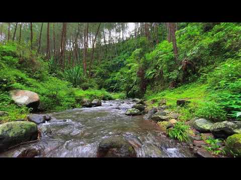 Relaxing River Sounds (3 Hours) | Peaceful Forest Stream | Calming Water Flow for Sleep & Study