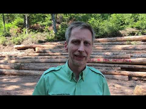 ONF : rougissement du Sapin dans le Grand Est