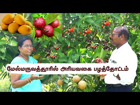 🌱 நம்ம செடிகள் எப்படி பழம் கொடுக்குது பாருங்க! 😍 💥 Full Fruits & Veggies | 7 Yrs Greenland Journey 🌿