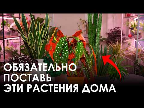 You URGENTLY NEED THESE plants! Beautiful and USEFUL houseplants for your home!