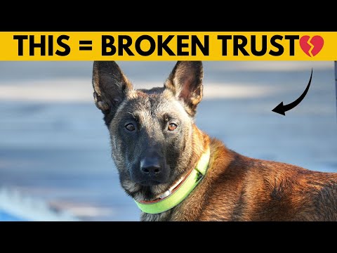 14 Things Belgian Malinois HATE (#1 Might Surprise You)