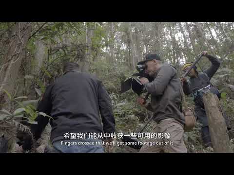 《野性广东》摄制组深入岭南森林，揭开#穿山甲最隐秘的行踪，铠甲之下竟是如此灵巧温柔。看“森林卫士”如何被镜头完美呈现。#BBC镜头下的野性广东 #原来广东这么野 #野性广东