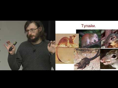 Станислав Дробышевский. Мини-курс Антропология 1