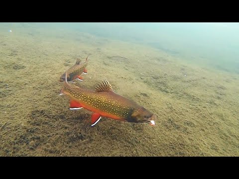 Ice Fishing for Chunky Brook Trout!! (Underwater View)