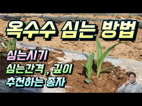 How to Plant Corn. All the Tips!