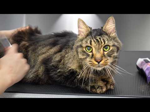 The Best Cat Ever on This Channel (Made Biscuits & Purred Entire Groom) 🥹❤️