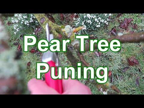 Pear Tree Pruning Tutorial