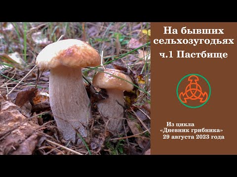 На бывших сельхозугодьях. ч.1 Пастбище. Дневник грибника 29 августа 2023 года.