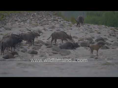 Majestic wild water buffalo herd captured beside the Manas River