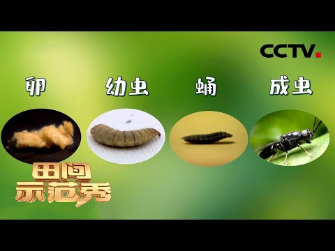 浑身是宝的黑水虻遭困境？可能是细节没到位，专家五步走轻松提高产卵量！| CCTV「田间示范秀」20210521