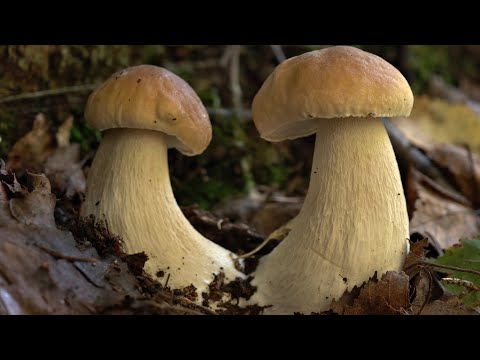 I WENT TO THE SPRUCE FOREST AND FOUND MYSELF IN A KLONDIKE OF PORCELAIN MUSHROOMS! THIS IS A REAL...