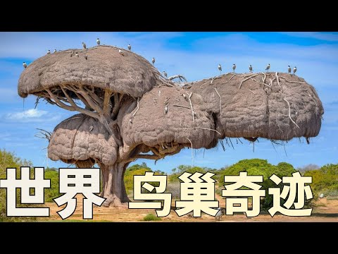 世界上最夸张的15个鸟窝，第一个惊掉下巴，其中一个比房子还大！