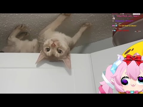 Over an hour of Chibidoki meme reactions YIPPEE ππππ