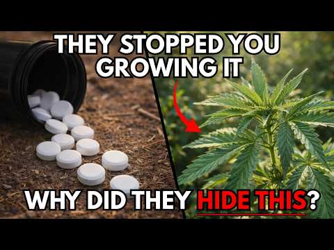 The Weed That Won A Nobel Prize: Why Are We Told Not To Use It?