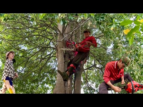 chú tính vủa cưa hạ cây hoa sửa có người gọi cây hoa cu cây rất to # bangcuacay