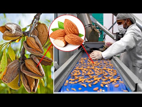 The Ultimate Guide to Growing and Harvesting Almonds: Witness the Abundance of Fresh Almonds!