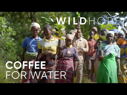 How Sustainable Coffee Farms Could Save This African Forest | WILD HOPE