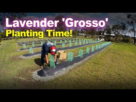 Time to get the new LAVENDER 'GROSSO' plants in.