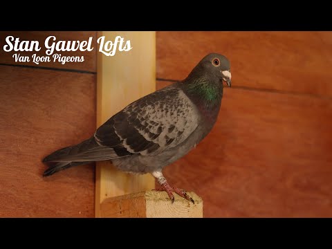 Direct VanLoons - Stan Gawel Lofts