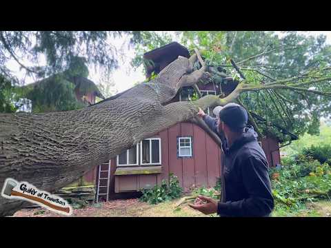 Maple tree SLAMS into house!!