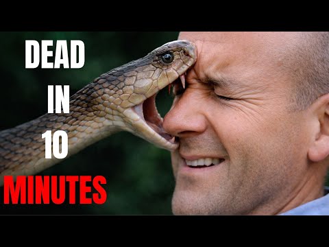SILENT KILLERS! — The Deadliest Snakes That Kill Humans The Moment They Strike