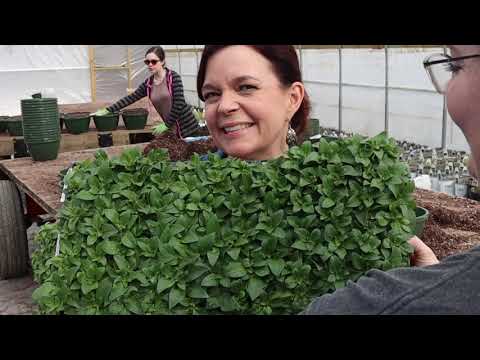 Making Hanging Baskets // Gardening with Creekside