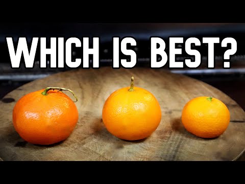 MANDARIN COMPARISON (Owari Satsuma VS Vietnamese Flying Saucer VS Clementine)- Weird Fruit Explorer