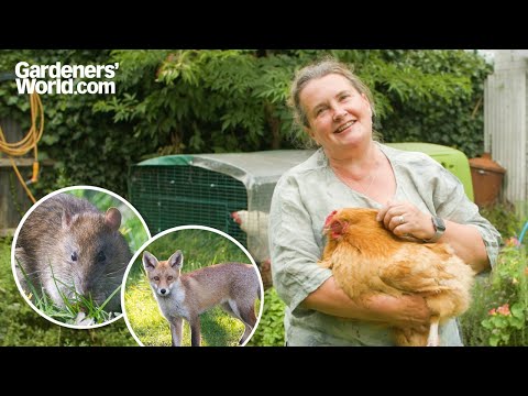 Keeping CHICKENS in an urban garden | Sara's top tips for HAPPY HENS