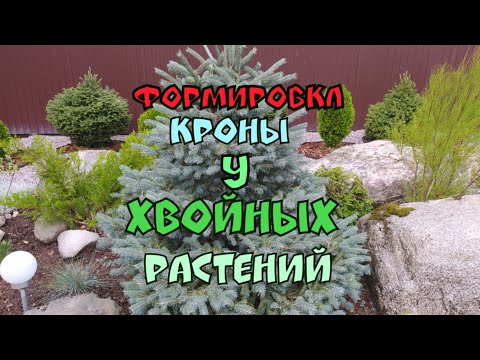 Формировка кроны у хвойных растений.