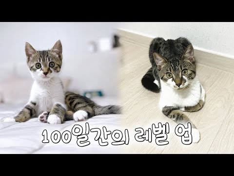 쿠키의 100일간의 레벨 업(몰아보기)
