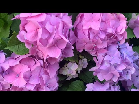 Мой опыт по выращиванию гортензии крупнолистной в холодном для нее климате #гортензиякрупнолистная 