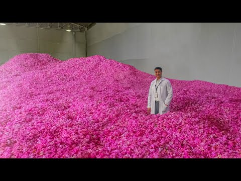 1 MILLION ROSES EVERY DAY! Production of Essential oil from Rose Petals