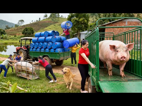 Using a 3-Wheeled Truck to Transport 250kg of Pigs | Transporting Numerous Drums for Ly Phuc Vy