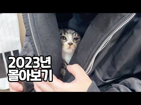 이런게 찐 다사다난 | 무겐의냥다큐 2023년 다사다난 한해 몰아보기