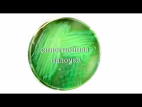 Путешествие в микробиологическую лабораторию