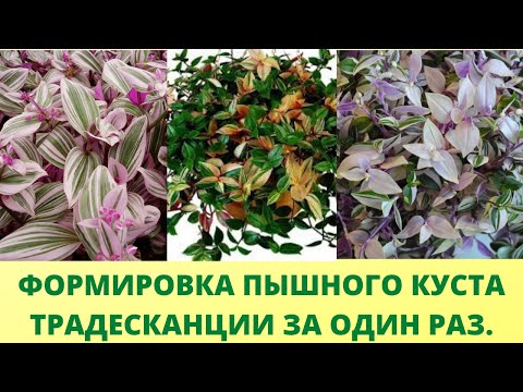 Как сделать шикарный пышный куст традесканции за 5 минут. Черенкование традесканции с секретиком.