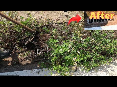 Clean up Overgrown Weeds on Sidewalk ASMR. AMAZING Transformation!