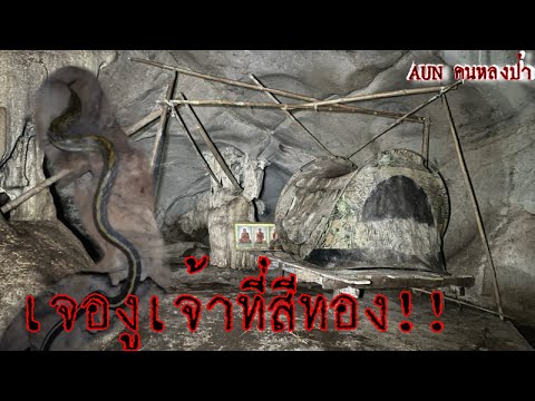 สำรวจถ้ำผาดำ เจองูเจ้าที่สีทองจำศีล ลึกสุดในถ้ำ