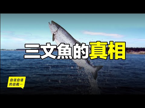 三文魚：真假三文魚？寄生蟲？長白山水怪？黃海冷水團？原來你是這樣的魚……|自說自話的總裁