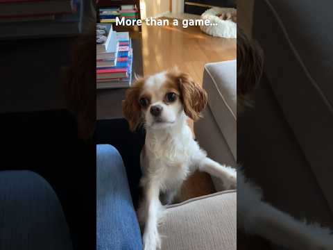 When playing fetch gets serious! #doglife #fetch