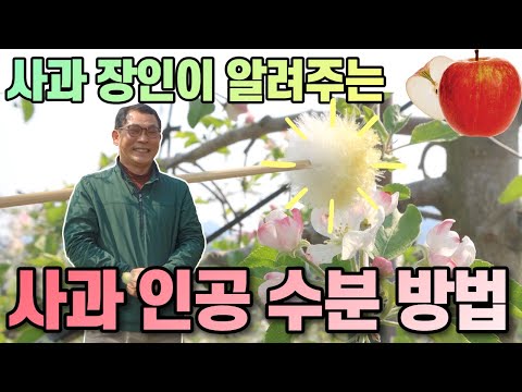 정말 쉬운 사과 인공 수분 방법ㅣ인공 수정ㅣ사과꽃