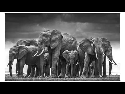 David Yarrow Reveals his Photography Secrets - YouPic Inspiration for photographers