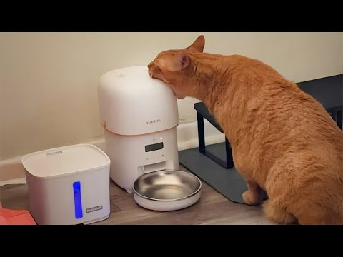 When Cats Being Weirdest by.... Themselves๐คฃ Funniest Cat Videos 2025