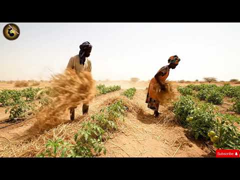 Shock: They Tried Growing Tomatoes in the Sahel Desert — The Results Will Amaze You
