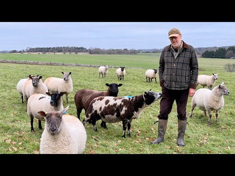 Government's U-Turn on IHT for Farmers, the Farming Profitability Review & how I became a farmer