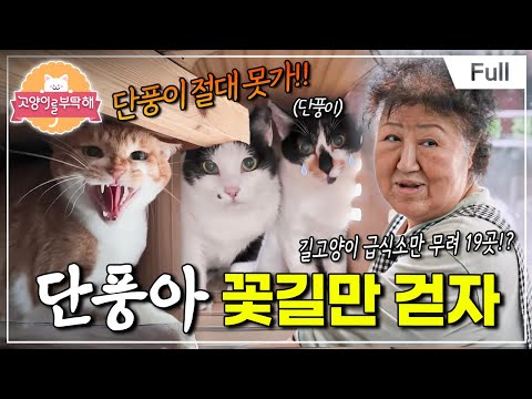 [Full] Please Take Care of My Cat - Maple, Let's Walk Only on Flower Paths