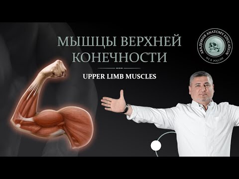 Мышцы верхней конечности / Upper limb muscles