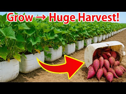 How to Grow Sweet Potatoes in Bins | Large & Tasty Tubers