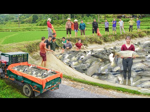 Drag The Net To Harvest 1000+ Big Fish In The Lake - Use Truck Transport Big Fish Go To Sell