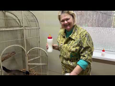 For the first time at the Skazka Zoo, they are feeding a baby llama!